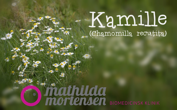 Kamille (Chamomilla recutita)